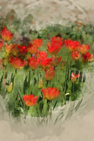 Foto de Pintura digital en acuarela de la hermosa imagen de primavera de los bordes de las flores de tulipán en el colorido paisaje vibrante del jardín rural inglés - Imagen libre de derechos