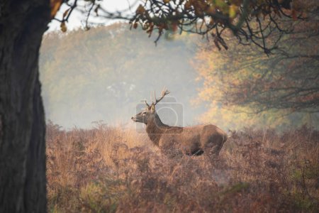 Photo for Beautiful red deer stag Cervus Elaphus wild animal in Autumn landscape woodland setting - Royalty Free Image