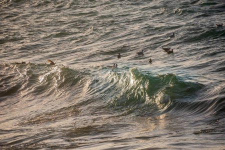 Téléchargez les photos : Les mouettes pêchent au sommet des vagues qui s'écrasent à Sennen Cove en Cornouailles à la fin du coucher du soleil - en image libre de droit