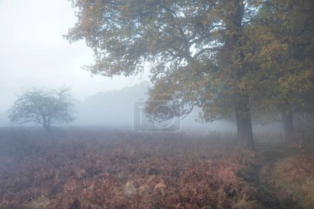 Foto de Hermosa escena del paisaje de salida del sol otoño otoño en el entorno del bosque con niebla atmosférica persistente en la distancia - Imagen libre de derechos