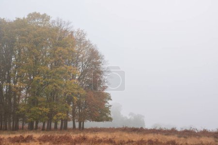 Téléchargez les photos : Belle forêt atmosphérique Automne Automne Image de paysage d'automne avec une sensation de mauvaise humeur - en image libre de droit