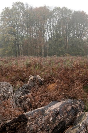 Téléchargez les photos : Belle forêt atmosphérique Automne Automne Image de paysage d'automne avec une sensation de mauvaise humeur - en image libre de droit