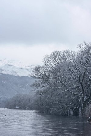 Photo for Beautiful Winter landscape image of snow covered trees on shores of Loch Lomond with Ben Lomond mountain looming in background - Royalty Free Image