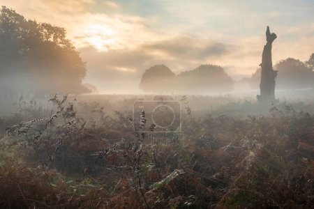 Foto de Hermosa escena del paisaje de salida del sol otoño otoño en el entorno del bosque con niebla atmosférica persistente en la distancia - Imagen libre de derechos