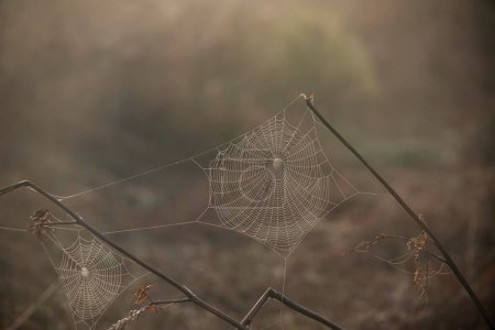 Photo for Beautiful close up of dew covered spider's cobweb in misty morning Autumn Fall woodland landscape - Royalty Free Image