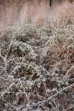 Foto de Beautiful Wintry landscape image of forest in English countryside covered in hoarfrost - Imagen libre de derechos