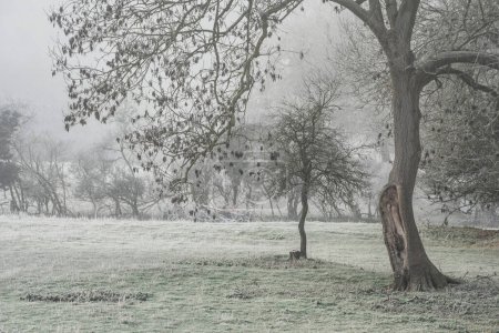 Foto de Beautiful Wintry landscape image of forest in English countryside covered in hoarfrost - Imagen libre de derechos