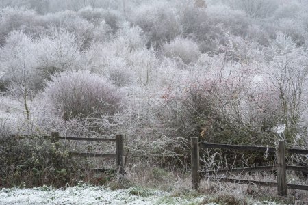 Téléchargez les photos : Beautiful Wintry landscape image of forest in English countryside covered in hoarfrost - en image libre de droit