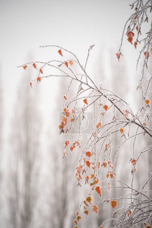 Photo for Beautiful close up landscape image of frozen foliage covered in hoarfrost a dawn in English countryside - Royalty Free Image