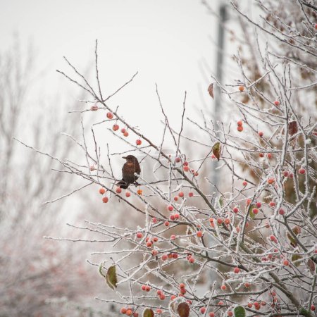 Téléchargez les photos : Beautiful Winter landscape image of blackbird eating berries in tree covered in hoarfrost at dawn - en image libre de droit