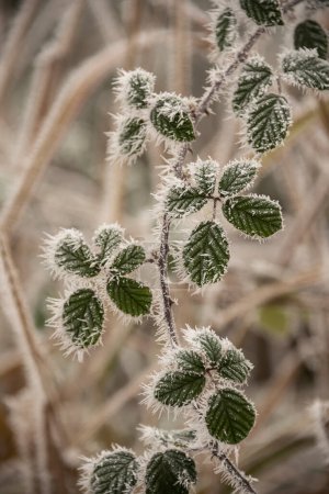 Foto de Beautiful close up landscape image of frozen foliage covered in hoarfrost a dawn in English countryside - Imagen libre de derechos
