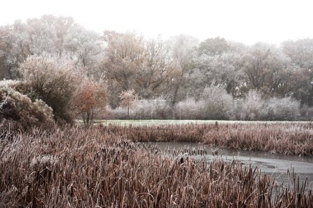 Téléchargez les photos : Beautiful Winter landscape image of small lake in front of forest covered in hoarfrost at dawn - en image libre de droit