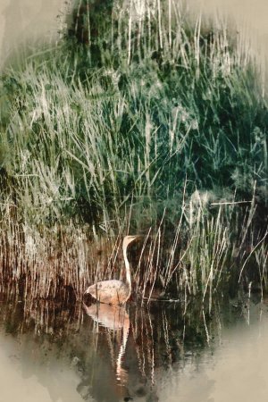 Foto de Digital watercolour image of Beautiful Great White Egret Ardea Alba searching for food in wetlands reeds in Spring - Imagen libre de derechos