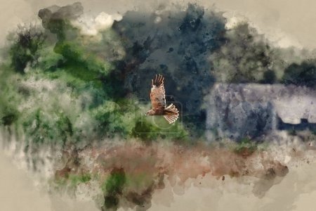 Foto de Digital watercolour image of Beautiful image of Marsh Harrier Circus Aeruginosus raptor in flight hunting for food over wetlands landscape in Spring - Imagen libre de derechos