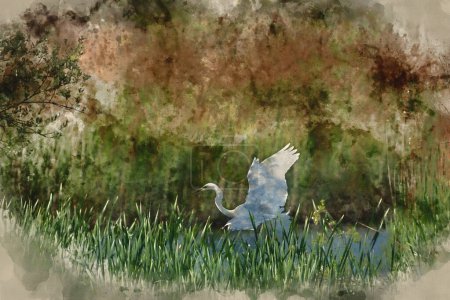 Foto de Digital watercolour image of Lovely image of beautiful Great White Egret Ardea Alba in flight over wetlands during Spring sunshine - Imagen libre de derechos
