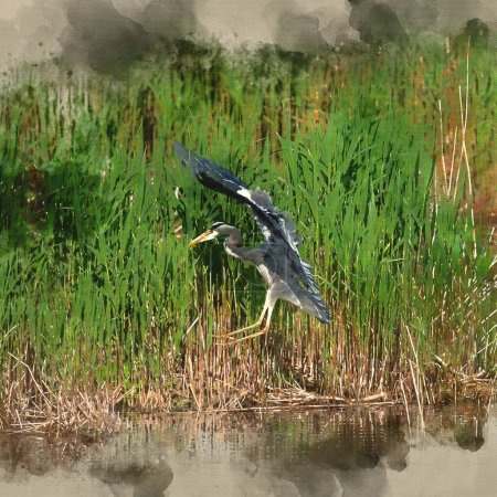 Photo for Digital watercolour image of Beautiful image of Grey Heron Ardea Cinerea in flight over wetlands landscape in Spring - Royalty Free Image
