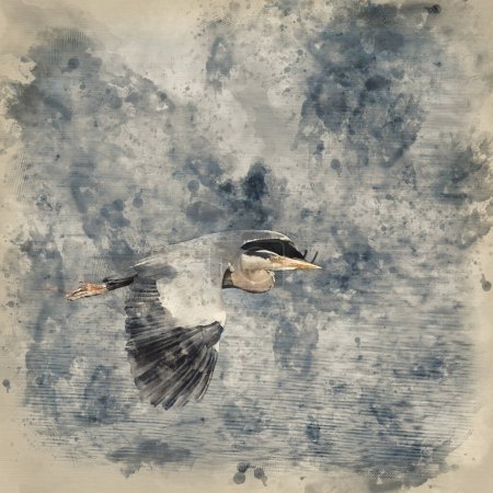 Foto de Digital watercolour image of Beautiful image of Grey Heron Ardea Cinerea in flight over wetlands landscape in Spring - Imagen libre de derechos