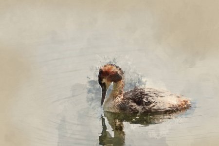 Téléchargez les photos : Digitally created watercolour painting of Beautiful portrait of colorful Great Crested Grebe Podiceps Cristatus on water in lake in Spring - en image libre de droit