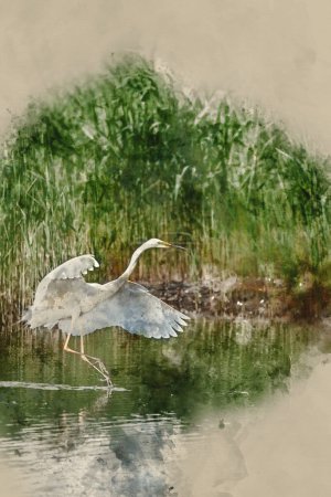 Téléchargez les photos : Digitally created watercolour painting of Lovely image of beautiful Great White Egret Ardea Alba in flight over wetlands during Spring sunshine - en image libre de droit