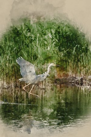 Foto de Digitally created watercolour painting of Lovely image of beautiful Great White Egret Ardea Alba in flight over wetlands during Spring sunshine - Imagen libre de derechos