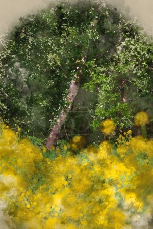 Téléchargez les photos : Digitally created watercolour painting of Beautiful Spring landscape with shallow depth of field techniqure of rapeseed canola along river bank in Spring at sunrise - en image libre de droit