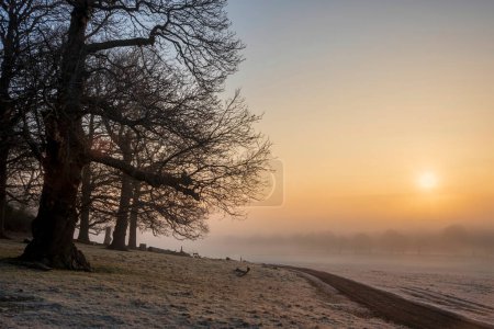 Foto de Hermosa imagen del paisaje del amanecer del invierno al amanecer con escarcha en las plantas y árboles con luz dorada del amanecer de la hora - Imagen libre de derechos
