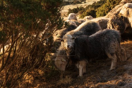 Téléchargez les photos : Belle image de moutons se nourrissant tôt le matin Lumière du lever du soleil d'hiver dans le Lake District dans la campagne anglaise - en image libre de droit