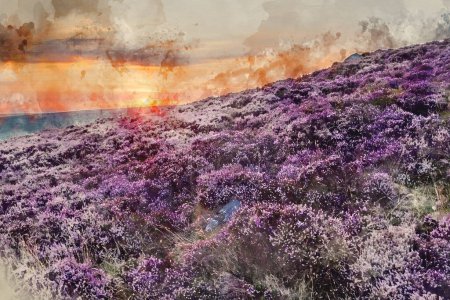Photo for Digital watercolour painting of Stunning late Summer sunrise in Peak District over fields of heather in full bloom around Higger Tor and Burbage Edge - Royalty Free Image