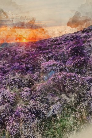 Digital watercolour painting of Stunning late Summer sunrise in Peak District over fields of heather in full bloom around Higger Tor and Burbage Edge