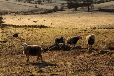 Foto de Beautiful image of sheep feeding in early morning Winter sunrise light in Lake District in English countryside - Imagen libre de derechos
