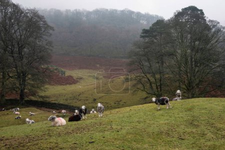 Téléchargez les photos : Belle image de paysage de moutons dans la ferme aux côtés de Loughrigg Tarn dans Lake District par un matin d'hiver - en image libre de droit