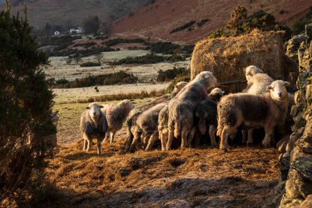 Foto de Hermosa imagen de ovejas alimentándose en la madrugada Luz del amanecer de invierno en Lake District en el campo inglés - Imagen libre de derechos