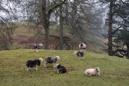 Téléchargez les photos : Belle image de paysage de moutons dans la ferme aux côtés de Loughrigg Tarn dans Lake District par un matin d'hiver - en image libre de droit