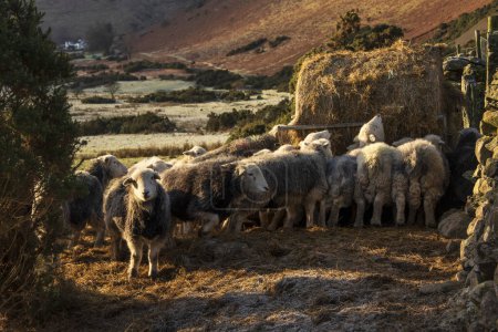 Foto de Hermosa imagen de ovejas alimentándose en la madrugada Luz del amanecer de invierno en Lake District en el campo inglés - Imagen libre de derechos