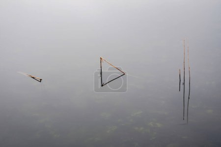 Photo for Beautiful fine art minimalist abatract Winter landscape image of reeds in Loughtrigg Tarn on misty morning with calm water - Royalty Free Image