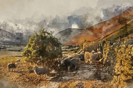 Digital watercolour painting of Beautiful image of sheep feeding in early morning Winter sunrise light in Lake District in English countryside