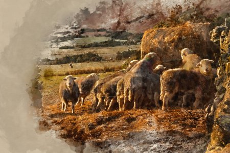Digital watercolour painting of Beautiful image of sheep feeding in early morning Winter sunrise light in Lake District in English countryside