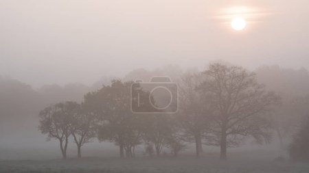 Téléchargez les photos : Beau lever de soleil brumeux dans la campagne anglaise avec un ciel pastel doux et une sensation de calme - en image libre de droit