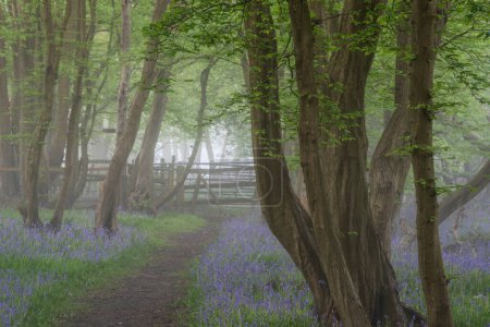 Photo for Beautiful Spring bluebell forest with light layer of fog giving calm peaceful feeling in English countryside - Royalty Free Image
