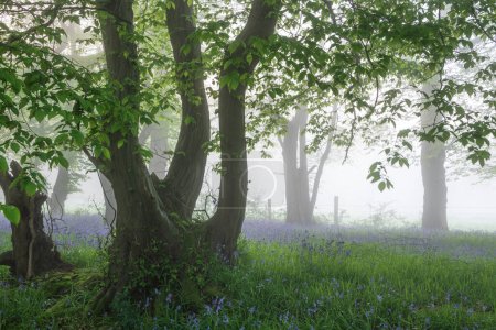 Photo for Beautiful Spring bluebell forest with light layer of fog giving calm peaceful feeling in English countryside - Royalty Free Image