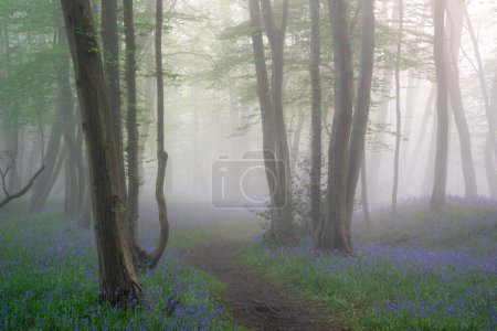 Foto de Hermoso bosque de bluebell de primavera con capa ligera de niebla que da sensación de calma y tranquilidad en el campo inglés - Imagen libre de derechos