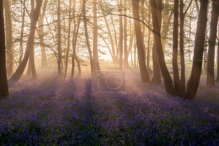 Beautiful Spring bluebell forest with light layer of fog giving calm peaceful feeling in English countryside