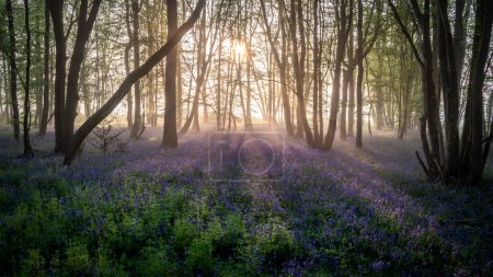 Téléchargez les photos : Belle forêt printanière de Bluebell avec une légère couche de brouillard donnant un sentiment calme et paisible dans la campagne anglaise - en image libre de droit