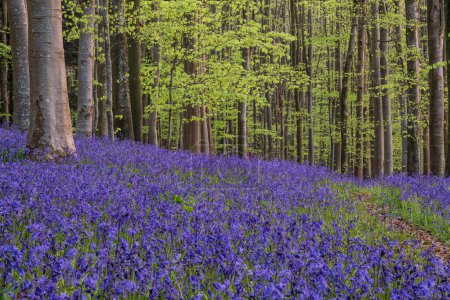 Foto de Hermoso bosque de bluebell primavera dando sensación de calma y paz en el campo Inglés - Imagen libre de derechos