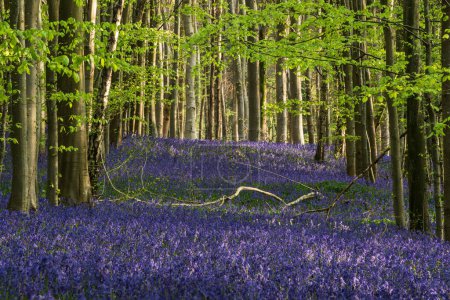 Photo for Beautiful Spring bluebell forest giving calm peaceful feeling in English countryside - Royalty Free Image