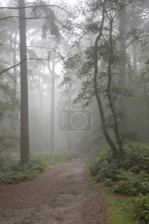 Téléchargez les photos : Belle forêt brumeuse à la fin de l'été image de paysage avec brouillard lumineux dans la distance parmi de belles forêts denses - en image libre de droit