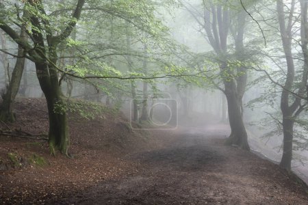 Foto de Hermoso bosque de niebla a finales de verano imagen del paisaje con niebla brillante en la distancia entre el hermoso bosque denso - Imagen libre de derechos