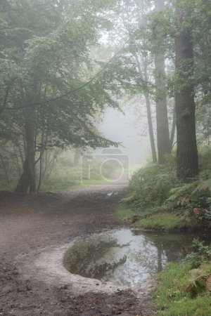 Foto de Hermoso bosque de niebla a finales de verano imagen del paisaje con niebla brillante en la distancia entre el hermoso bosque denso - Imagen libre de derechos