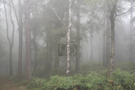 Téléchargez les photos : Belle forêt brumeuse à la fin de l'été image de paysage avec brouillard lumineux dans la distance parmi de belles forêts denses - en image libre de droit