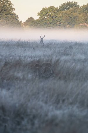 Foto de Hermosa foto de ciervo rojo Cervus Elaphus en otoño paisaje de salida del sol con el resplandor del sol dorado durante la temporada de celo - Imagen libre de derechos